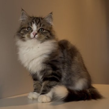 サイベリアン【埼玉県・女の子・2024年8月29日・ブラウンクラシックタビー&ホワイト（トリプルコート）】の写真「可愛いツンデレちゃん」