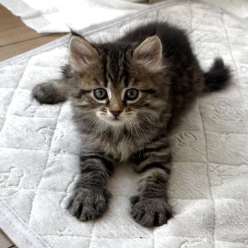 サイベリアン【埼玉県・女の子・2025年7月31日・ブラウンマッカレルタビー（トリプルコート）】の写真「とっても整ったお顔立ち」