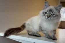 サイベリアン【埼玉県・男の子・2024年11月2日・シールリンクスポイント】の写真5