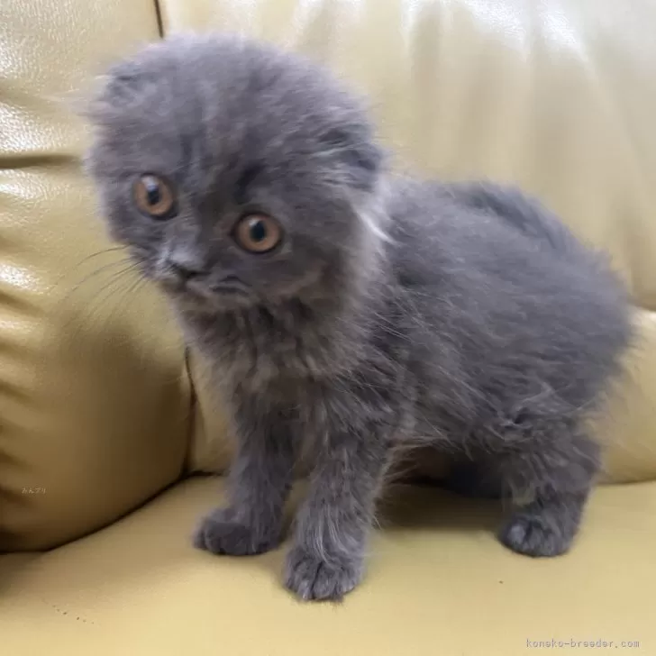 ID:2407-00660の子猫