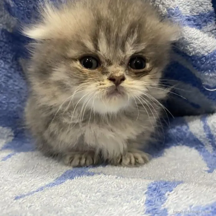 ID：2301-00317の子猫