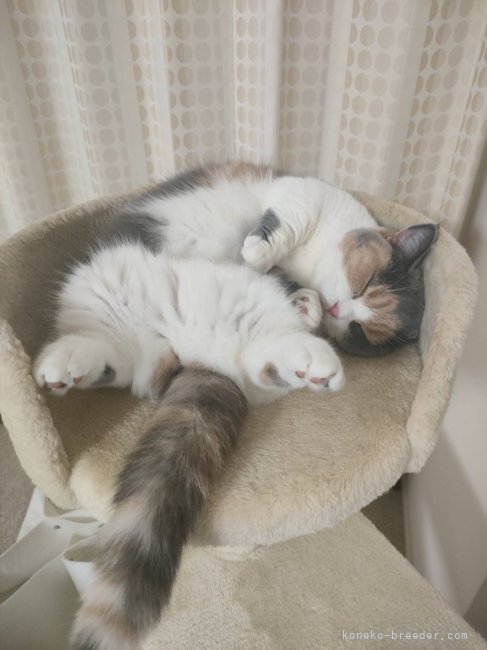 関口カオリブリーダーのブログ：愛猫を