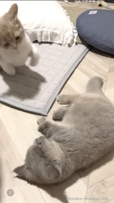 関口カオリブリーダーのブログ：態 勢 を 整 え る 短 足 子猫
