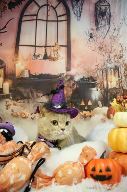 関口カオリブリーダーのブログ：２０２３年生まれマンチカン🏠