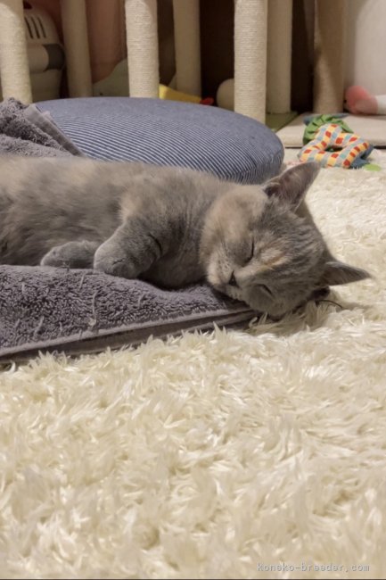 関口カオリブリーダーのブログ：🍤お届けでーす