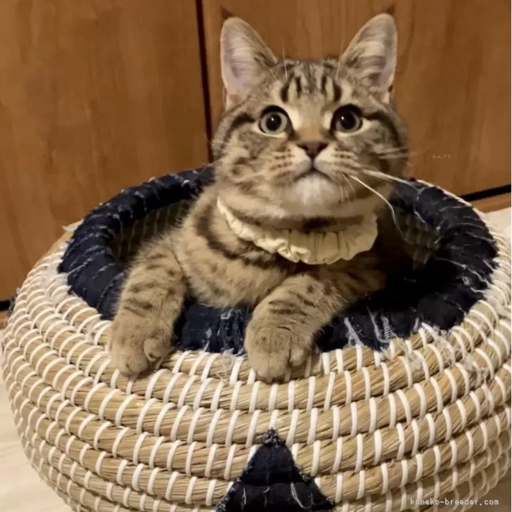 ID:2312-00305の子猫