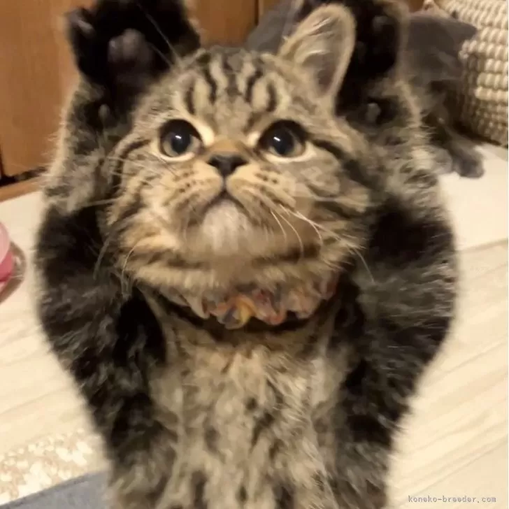 ID：2312-00308の子猫