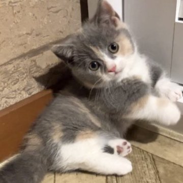 マンチカン(短足)【東京都・女の子・2023年7月15日・ダイリュートキャリコ（やわらか）】の写真「とても足が短い個性的な模様のムチムチちゃん♡」