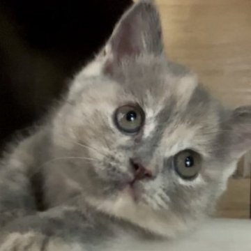 マンチカン(短足)【東京都・女の子・2023年5月25日・ブルークリーム（ほわほわ）】の写真「マイペースで小さな女の子」