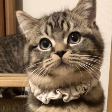 サイベリアン✖️ブリティッシュショートヘア【東京都・男の子・2023年9月9日・ブラウンクラッシックタビー（ほわほわ短毛）】の写真「♡かわいいお顔の4兄弟」