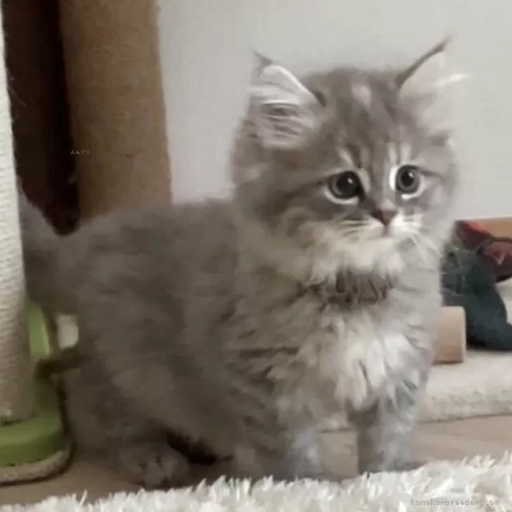 サイベリアン【東京都・女の子・2025年9月29日・ブルーパッチドタビー&amp;ホワイト】の写真1「12月10日 920kg」