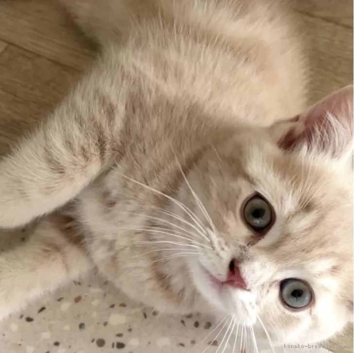 M.M 様のお迎えした子猫