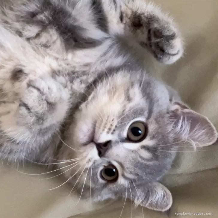 ID:2506-01742の子猫