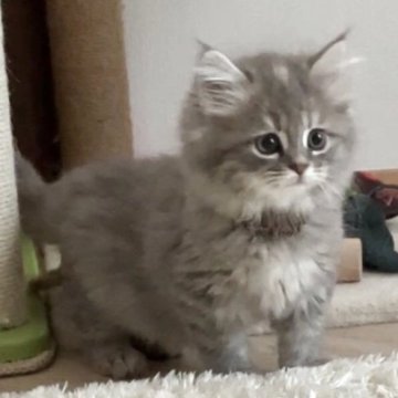 サイベリアン【東京都・女の子・2025年9月29日・ブルーパッチドタビー&ホワイト（やわらかもふもふ）】の写真「人懐こい美人さん」