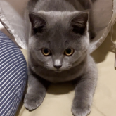 マンチカン(長足)