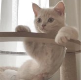 マンチカン(長足)