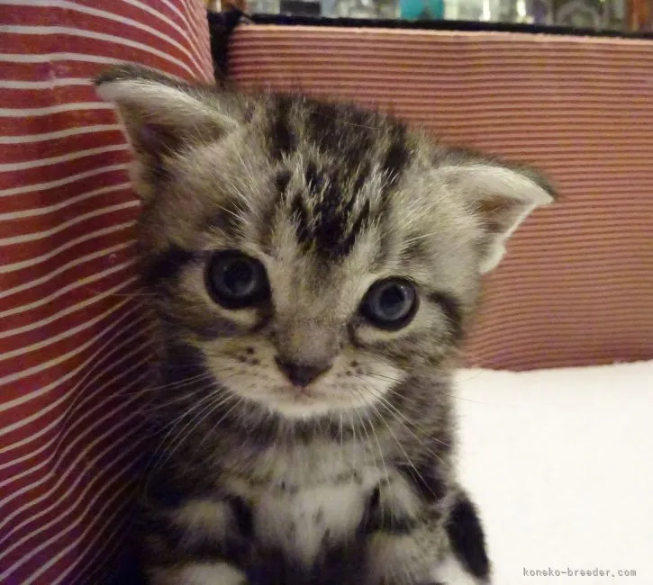 ID：2109-01653の子猫