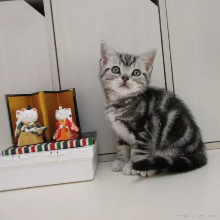 T.H 様のお迎えした子猫