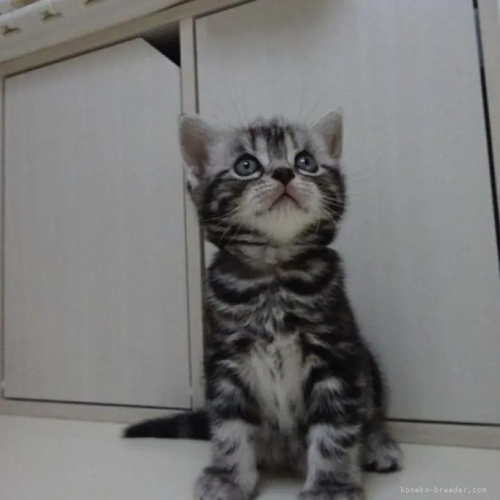 ID:2208-02262の子猫