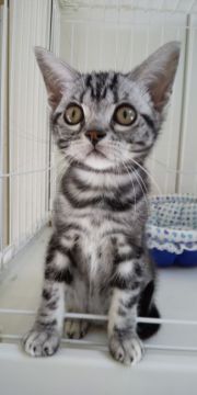 アメリカンショートヘア【滋賀県・女の子・2019年8月10日・シルバータビー】の写真「とっても可愛い女の子です！」