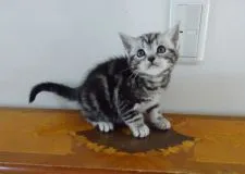 アメリカンショートヘア【滋賀県・男の子・2021年12月20日・シルバータビー】の写真1「２・２撮影」