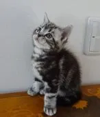 アメリカンショートヘア【滋賀県・男の子・2021年12月20日・シルバータビー】の写真4「２・２撮影」