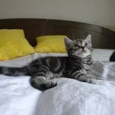 アメリカンショートヘア【滋賀県・女の子・2022年4月25日・シルバータビー】の写真4