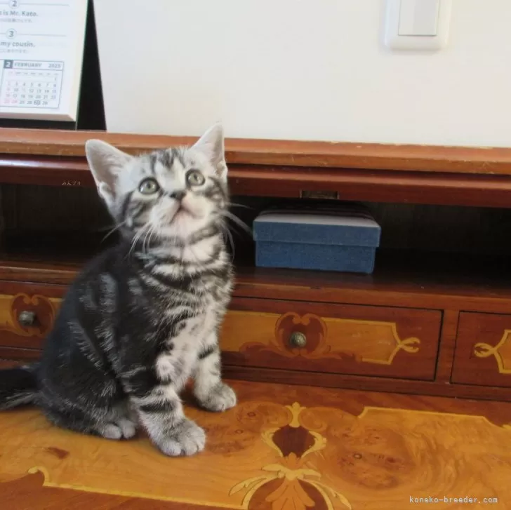 T.M 様のお迎えした子猫