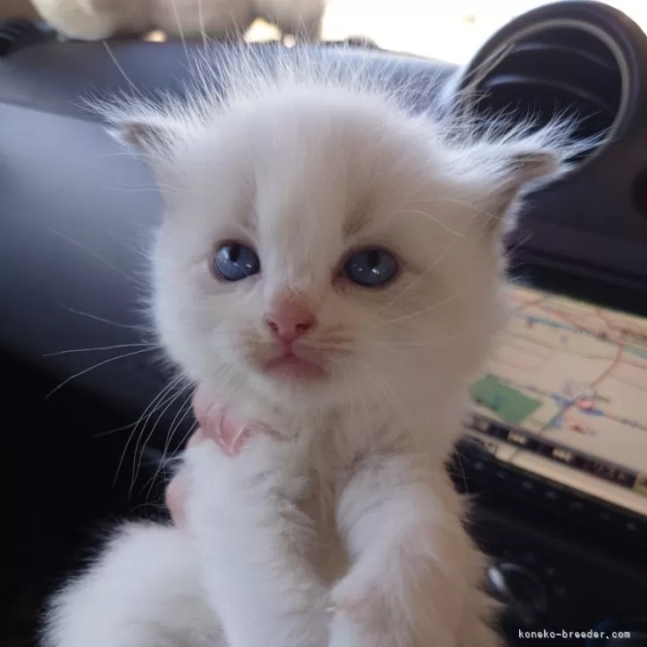 かよべえ 様のお迎えした子猫