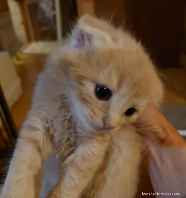 ID：2109-02573の子猫