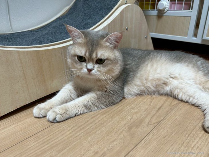 金海　奇聖(かなうみ　きせい)ブリーダー(愛知県・ブリティッシュショートヘアなど・ICC登録)の紹介写真3