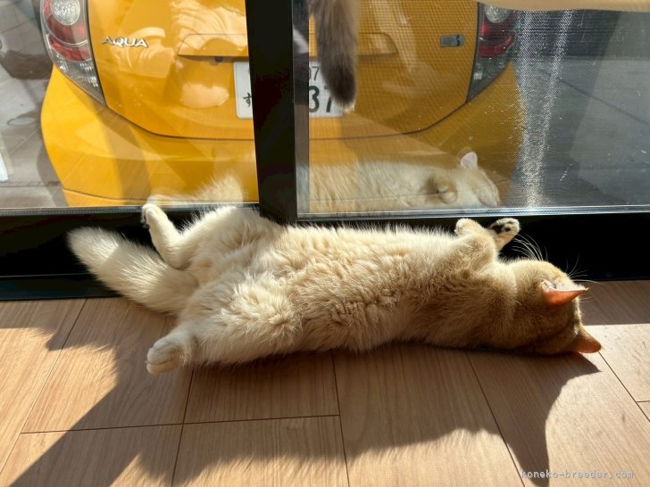 クッパ：日光浴、暖かくて心地よい午後｜金海　奇聖(かなうみ　きせい)ブリーダー(愛知県・ブリティッシュショートヘアなど・ICC登録)の紹介写真5