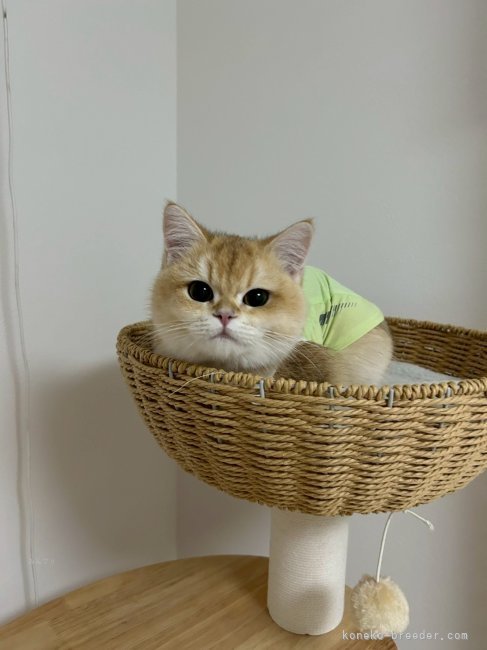 猫タワーが大好き｜金海　奇聖(かなうみ　きせい)ブリーダー(愛知県・ブリティッシュショートヘアなど・ICC登録)の紹介写真9