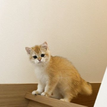 ブリティッシュショートヘア【愛知県・女の子・2025年8月15日・ゴールデン（ふわふわ柔らかい、可愛い猫ちゃ）】の写真「活発で可愛らしく、顔立ちも綺麗で、性格がいいです」