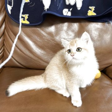 ブリティッシュショートヘア【愛知県・女の子・2025年8月15日・ゴールデン（ふわふわ柔らかい、可愛い猫ちゃ）】の写真「活発で可愛らしく、顔立ちも綺麗で、性格がいいです」