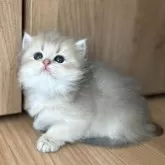 ブリティッシュロングヘア