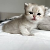 ブリティッシュショートヘア