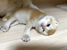 ブリティッシュショートヘア【愛知県・女の子・2025年8月15日・ゴールデン】の写真6