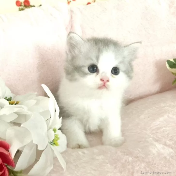 ID:2409-03150の子猫