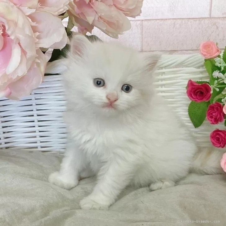 ID：2403-01289の子猫