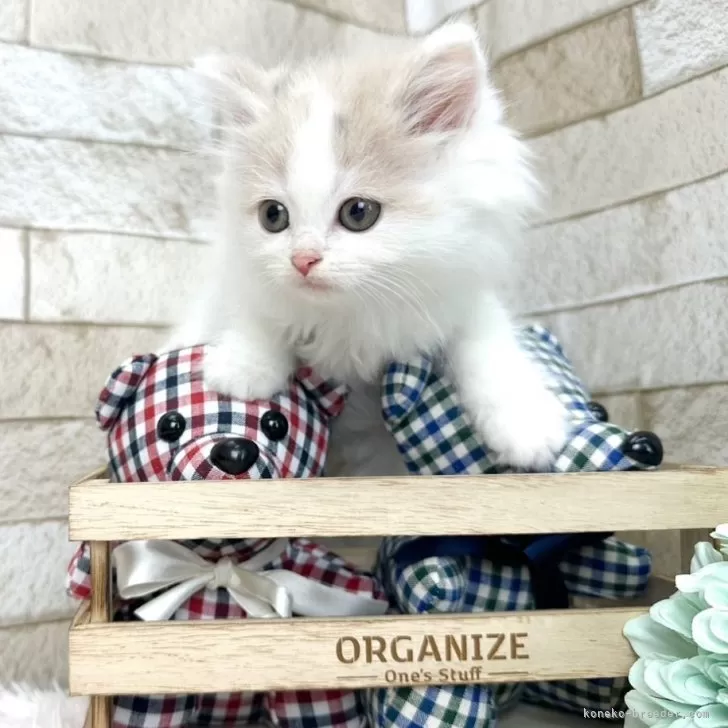 ID：2403-01302の子猫