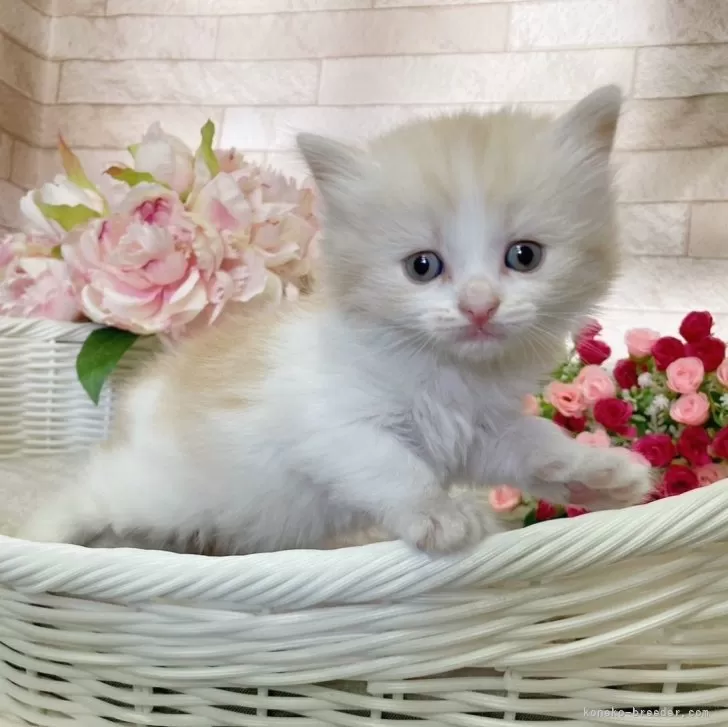 ID:2403-01290の子猫