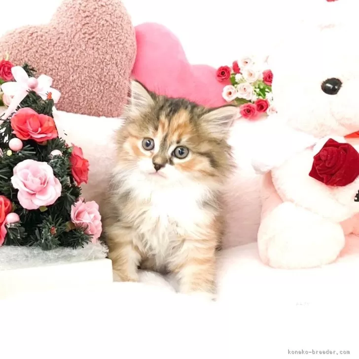 ID：2412-01004の子猫