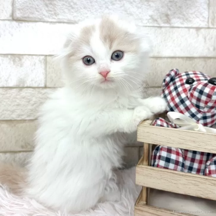 ID:2403-01295の子猫