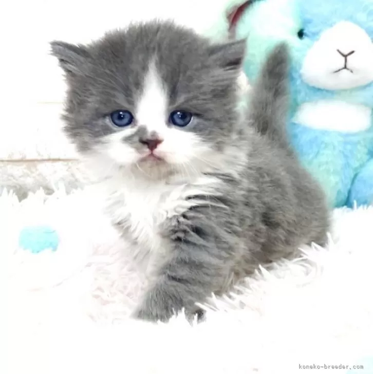 ID：2403-02965の子猫