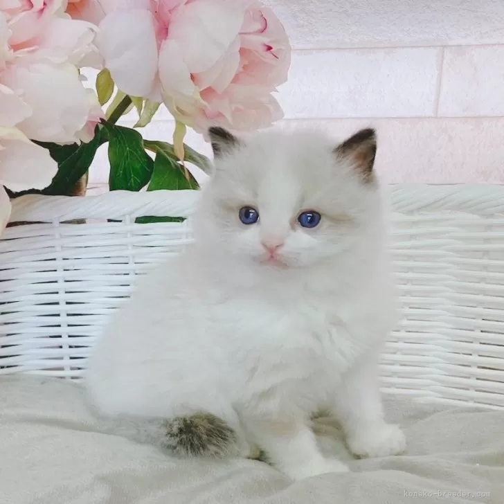 ID：2403-01285の子猫