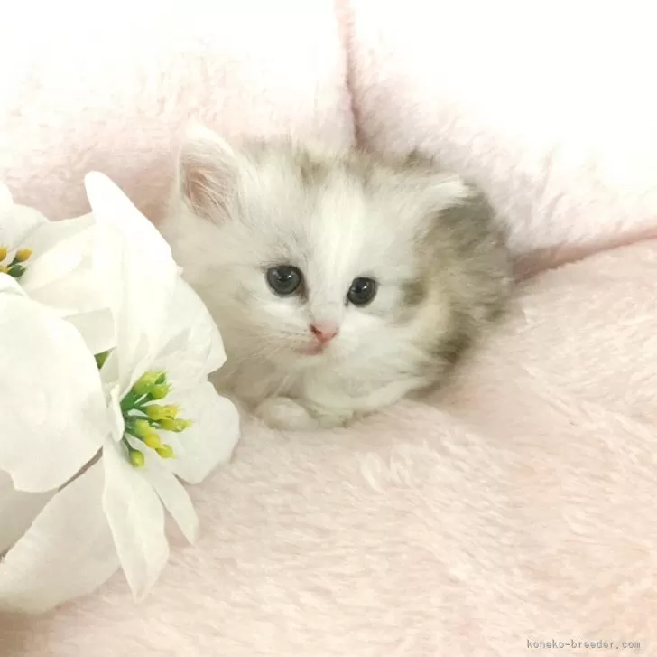 ID:2409-03156の子猫