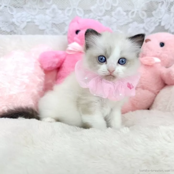 ID：2404-02523の子猫