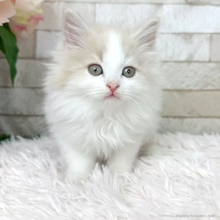 ID：2403-01298の子猫