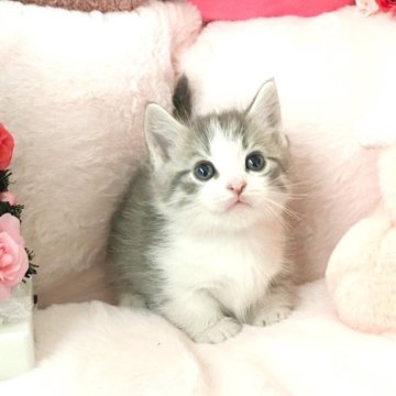 マンチカン(短足)【滋賀県・男の子・2024年11月4日・シルバータビーアンドホワイト】の写真「クリスマス感謝祭🎄✨特別価格‼️可愛い男の子🐱」